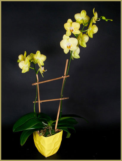 Sterling Fell Florists Services